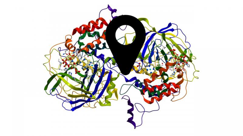 Picture of Protein Structure of an Enyzme with marker