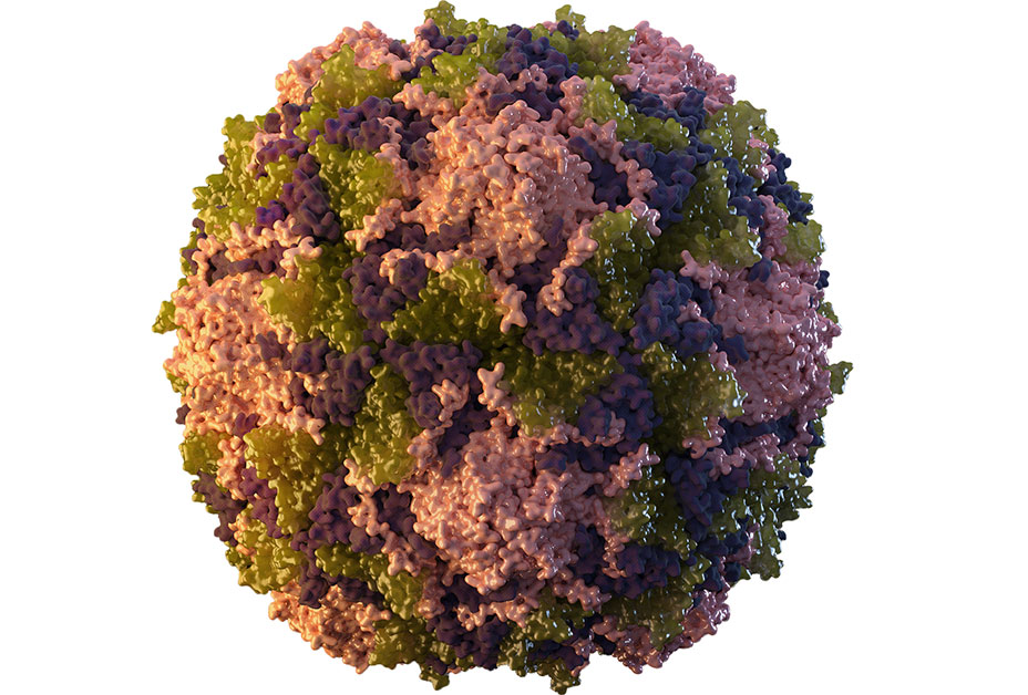 3D of single poliovirus particle