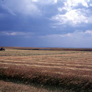 Dryland agriculture in the Northwestern Great Plains ecoregion.