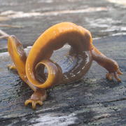 Rough skinned newt in defensive posture