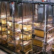 Fish tanks inside an onsite laboratory