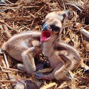 two newly-hatched osprey chicks in the nest