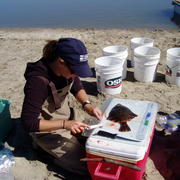 USGS scientist dissecting a summer flounder