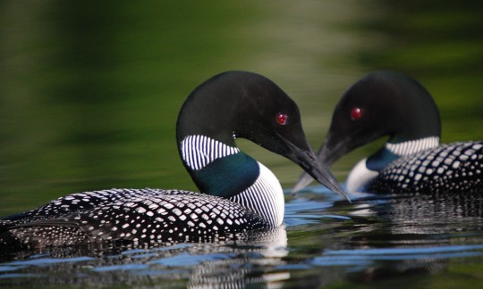 A pair of loons on the water