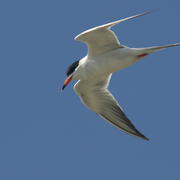 Foster's Tern (Sterna forsteri) While Hunting in Flight