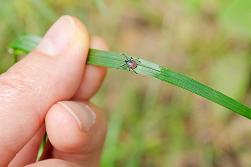 Adult tick walking on a blade of grass towards warm source