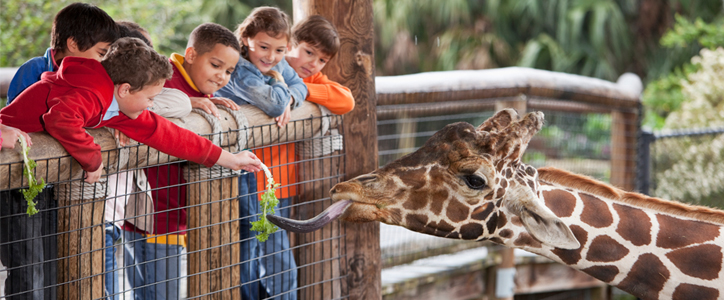 Kids feeding a giraffe by a fence.