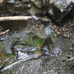Oil with a taffy-like consistency in a natural seep along a small creek, being poked with a stick to show its gooey nature.