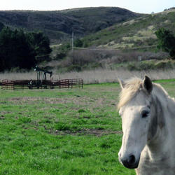 In a pasture a white horse is standing in the foreground, in background is an apparatus that pumps oil from the ground.