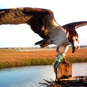 Pharmaceuticals in water, fish, and ospreys nesting in Delaware River and Bay