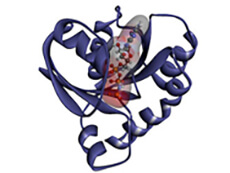 3-D image of a RAS protein