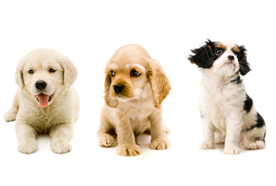 Image of 3 adorable puppies on a white background
