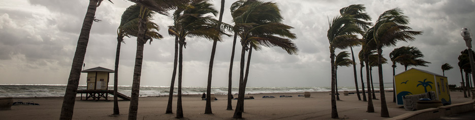 viento soplando la playa con palmeras