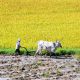 small square image of farmer with cows plowing on rice field in Vietnam
