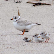 Piping Plovers on a beach