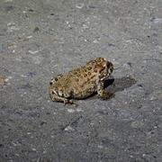 toad on the road
