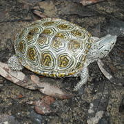 A terrapin (turtle) walking on moist soil and leaf litter