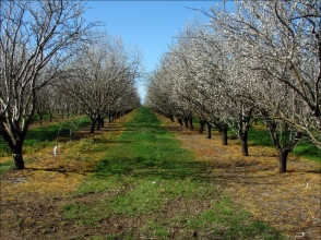 Almond Tree Source:  Agricultural Research Service