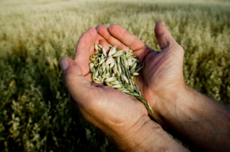 Small grains in the palm of hands (Copyright IStock).