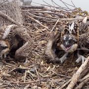 Two osprey nestlings in the Delaware Estuary