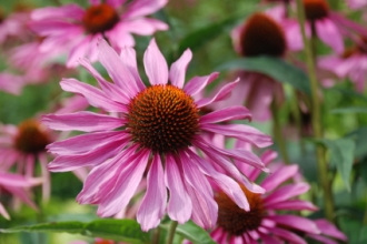 Pink flower (Copyright IStock).