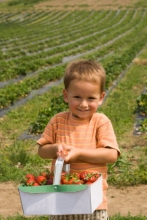 Young boy holding basket of picked strawberries. (Copyright IStock)
