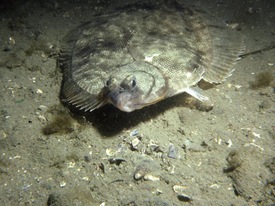 winter flounder on rock ocean bottom
