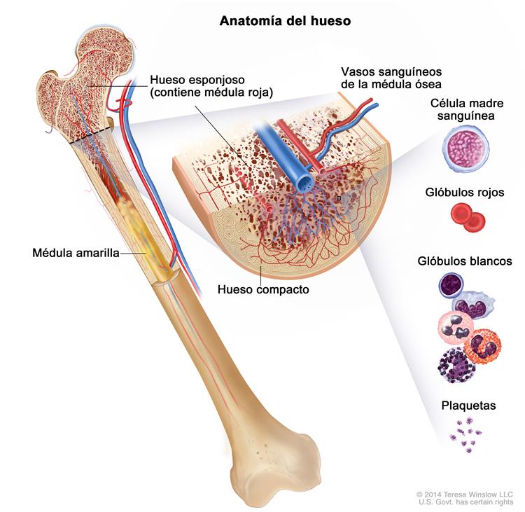 Anatomía del hueso; en la ilustración, se muestra el hueso esponjoso, la médula roja y la médula amarilla. En un corte  trasversal del hueso, se muestran el hueso compacto y los vasos sanguíneos en la médula ósea. También se muestran los glóbulos rojos, los glóbulos blancos, las plaquetas y las células madre sanguíneas. 