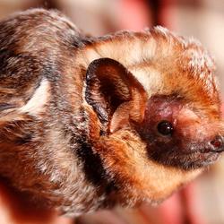 Image: Endangered Hawaiian Hoary Bat