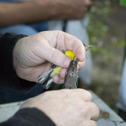  Bird being banded with a USGS federal band at BBL fall migration monitoring station