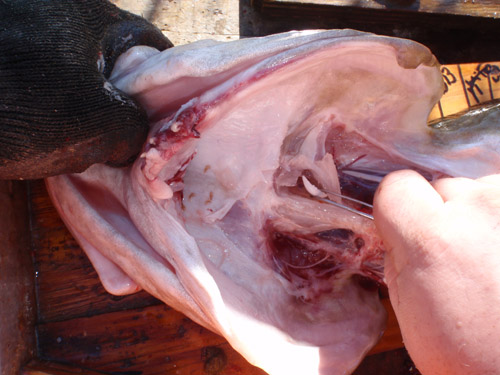Observer removing fish ear bone, or otolith