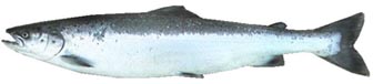 picture of an adult atlantic salmon