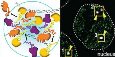 Image of proteins interacting with DNA in a liquid-like droplet and proteins interacting in cell nucleus