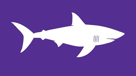 The white silhouette of a white shark stands out on a purple field.
