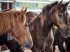 Wild Horses in Ewing Off-Range Corral