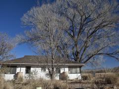 a white house with bare cottonwood trees towering above it