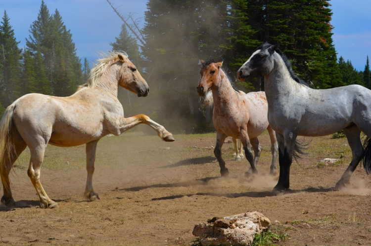 Wild horses in the Pryor Mountains in Montana