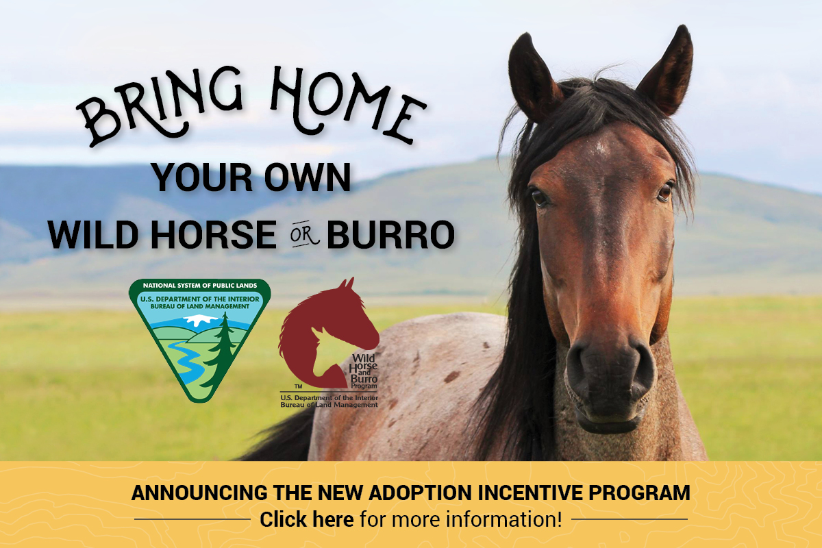 A wild horse facing the camera, with the words Bring Home your own wild horse or burro, announcing the new adoption incentive program, click here for more information. 