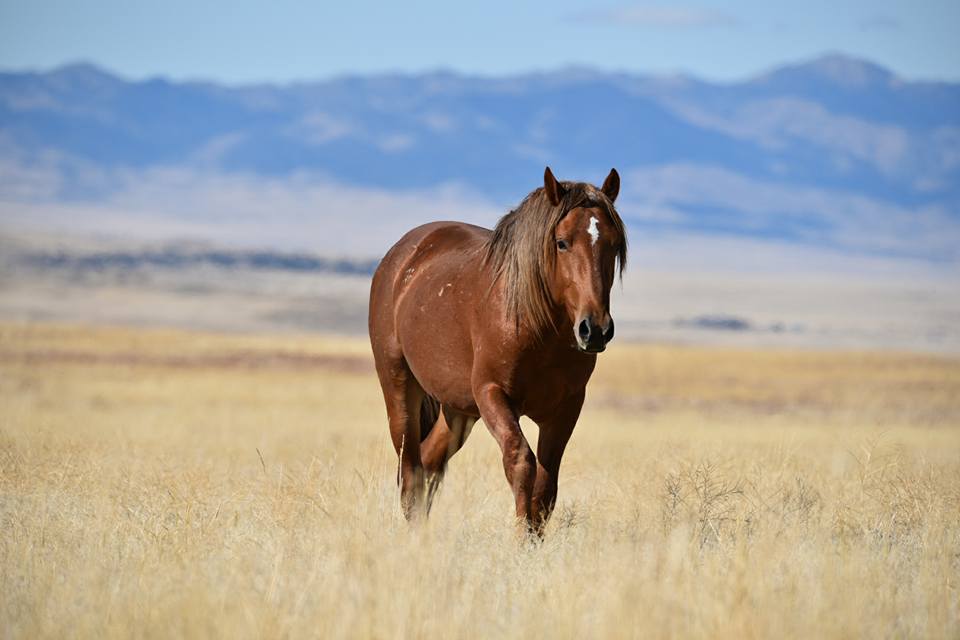 Single brown horse in a field of vegetation. 