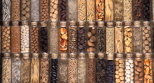 Seed collection.