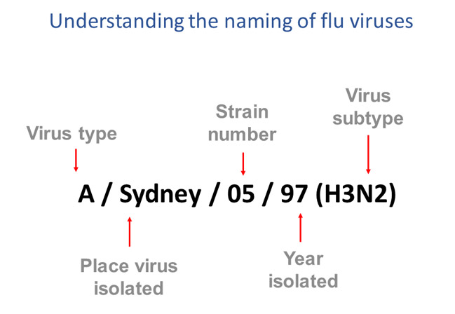 understanding the naming of flu viruses virus type, place virus isolated, strain number, year isolated, virus subtype example a sydney o5 97 (h3n2)