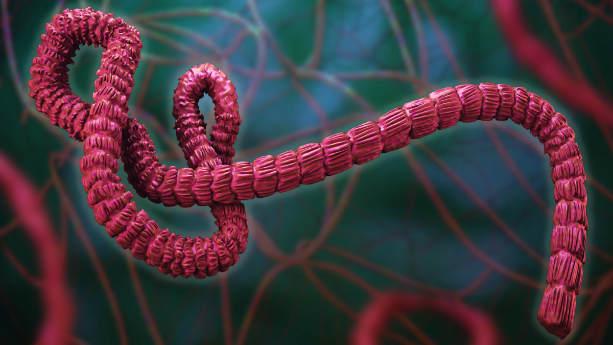 The figure shows a three-dimensional illustration of the Ebola virus.
