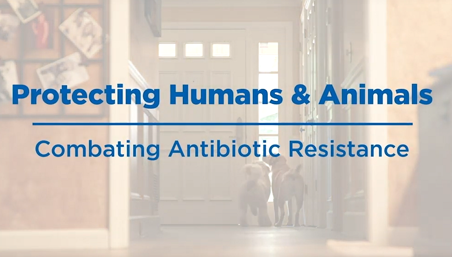 Protecting Humans & Animals: Combating Antibiotic Resistance