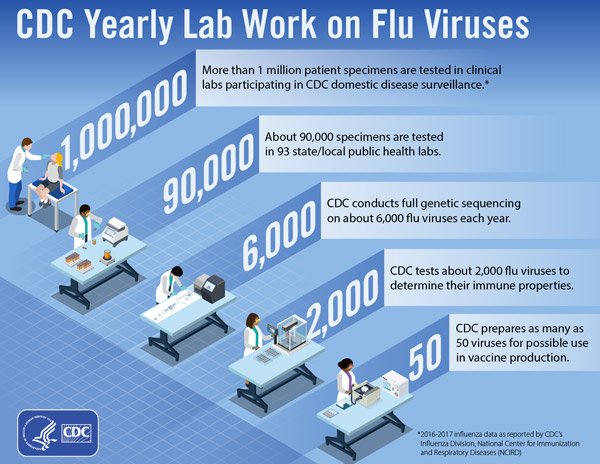 Lab Work on Flu Viruses 