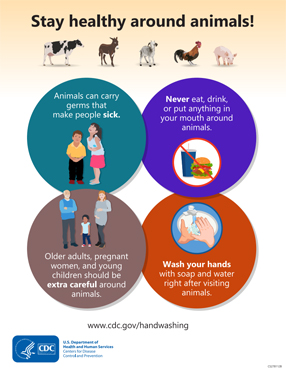 Publications Infographic cover for Stay Healthy Around Animals
