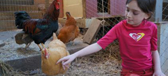 Little girl petting a chicken