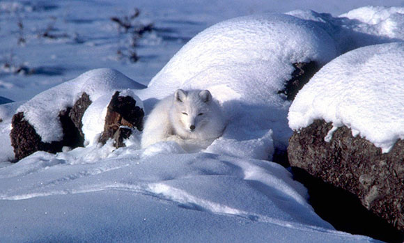 A solid white arctic fox rests in the snow among dark brown boulders.