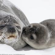 Image: Weddell Seal Research at Erebus Bay, Antarctica