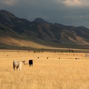 Cattle Grazing at Sunset in Montana