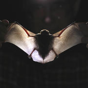 Dr. Frank Bonaccorso holds a Hawaiian hoary bat into the light to inspect its body